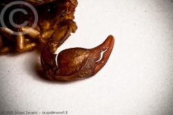 Italian scorpion – Macro photography – mvmnt.it - Fine art photography