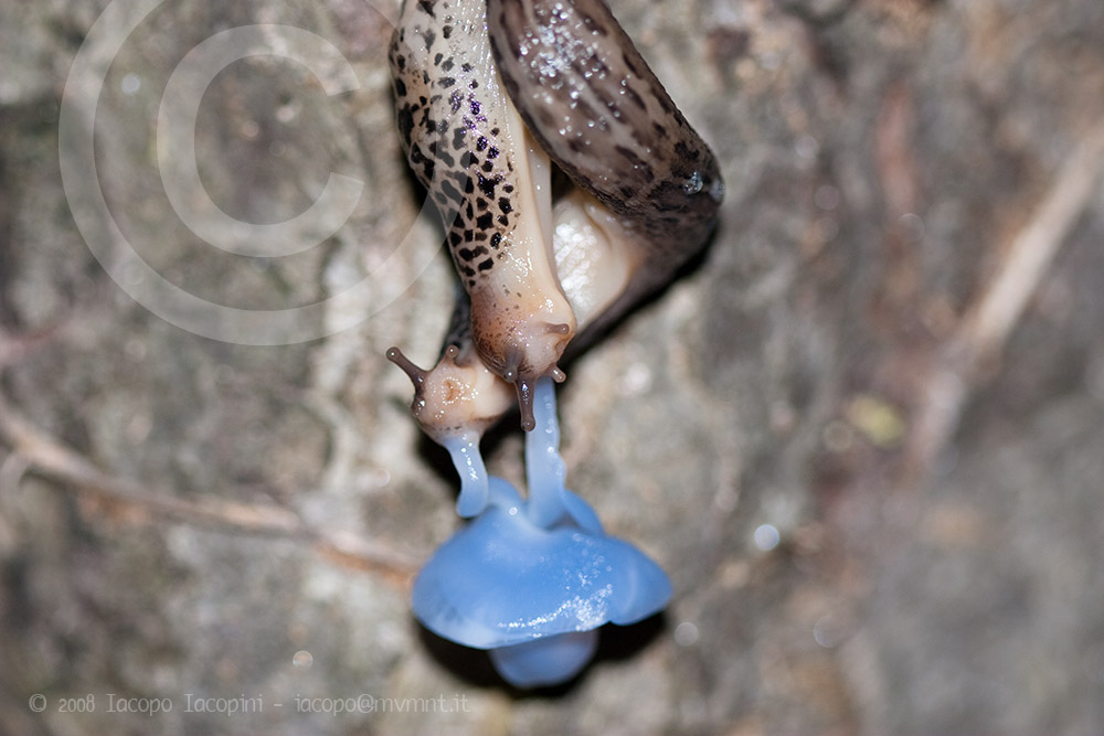 Great grey slug mating