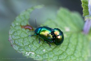 Rose chafer - Cetonia Aurata