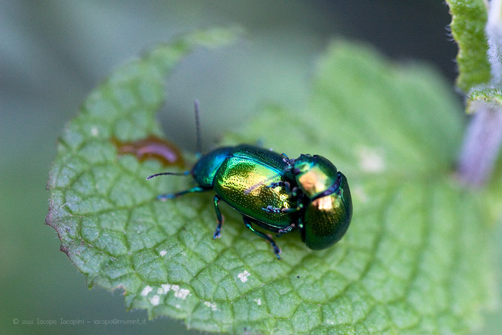 Rose chafer - Cetonia Aurata